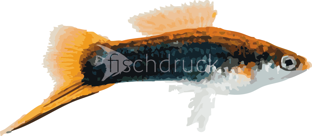 orange tail fish t-shirt