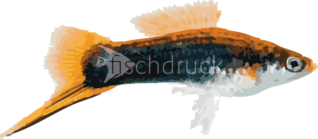 orange tail fish t-shirt