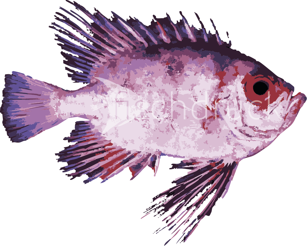 pink dragon fish t-shirt