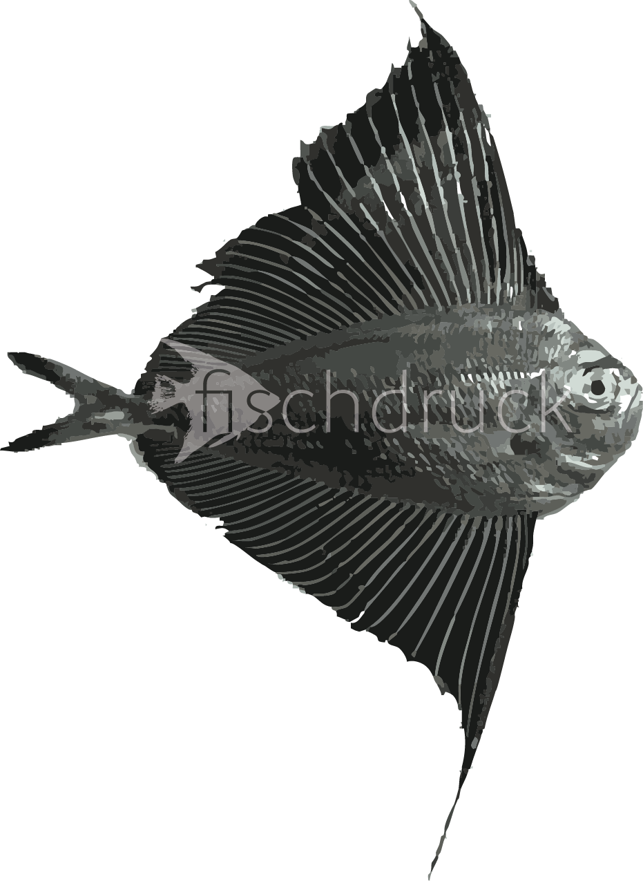 silver sail fish t-shirt