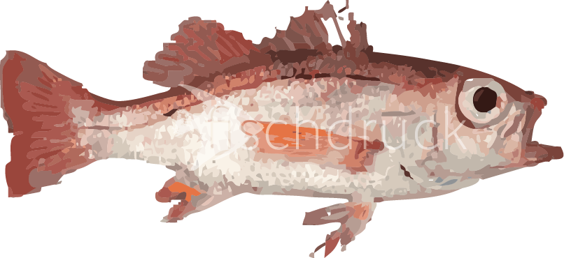 altlantic red fish t-shirt